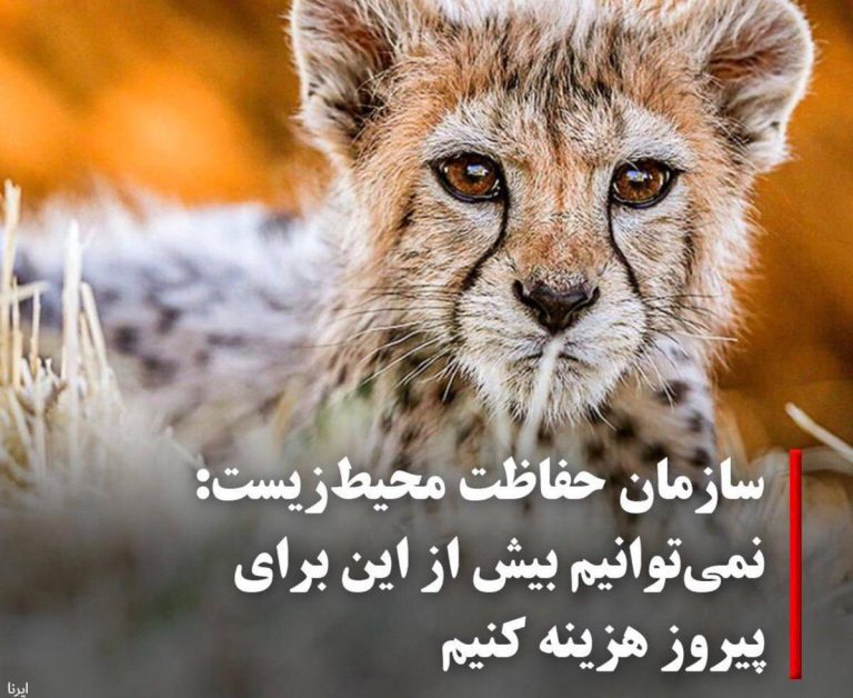 درباره این مقاله بیشتر بخوانید حکومتی که حتی توانایی نگهداری یک یوزپلنگ را هم ندارد