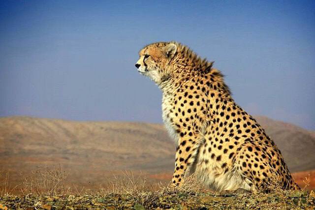 درباره این مقاله بیشتر بخوانید کمبود بودجه برای حفاظت از یک نماد ملی/ آمار دقیقی از یوز آسیایی وجود ندارد