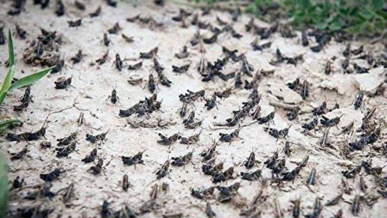 درباره این مقاله بیشتر بخوانید 🦗 احتمال هجوم ملخ صحرایی به کشور در اردیبهشت ماه سال ۱۴۰۲