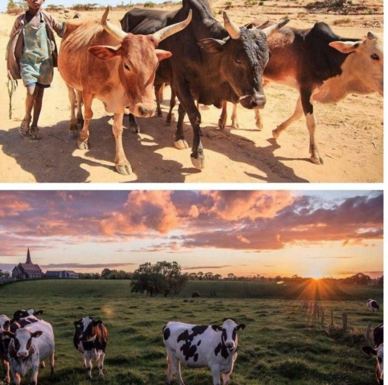 درباره این مقاله بیشتر بخوانید 📌اتیوپی 54 و سودان 42 میلیون گاو دارد، ولی از کشورهای فقیر دنیا هستند!