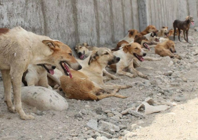 درباره این مقاله بیشتر بخوانید فوت پسر ۱۱ ساله بر اثر حمله سگ‌های ولگرد در شیراز