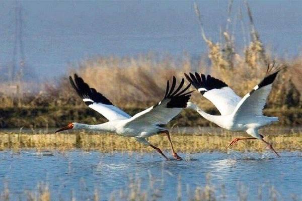 درباره این مقاله بیشتر بخوانید 🕊رویای امید بی نتیجه ماند