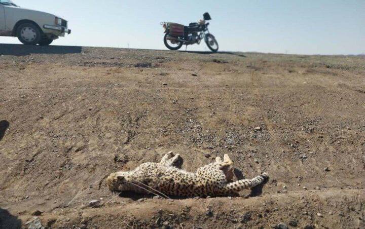 درباره این مقاله بیشتر بخوانید یک قلاده یوزپلنگ بر اثر تصادف در جاده میامی استان سمنان تلف شد