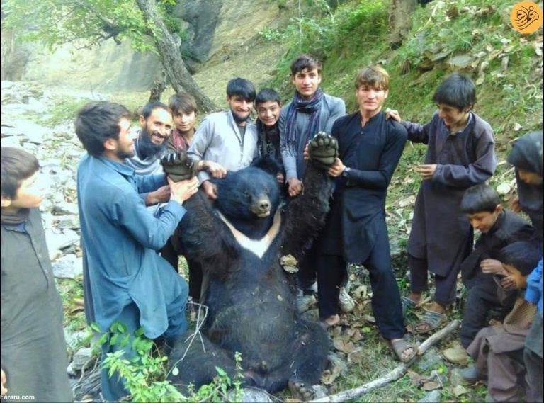 درباره این مقاله بیشتر بخوانید 📸 تصویر غم‌انگیزی از یک خرس زیبا در اسارت اهالی نورستان