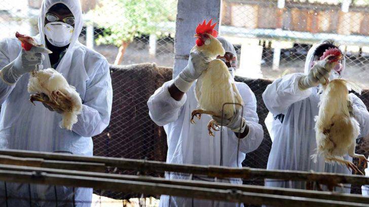 درباره این مقاله بیشتر بخوانید ❗️زنگ خطر کارشناسان: ویروس آنفولانزای مرغی به سرعت در حال تغییر است