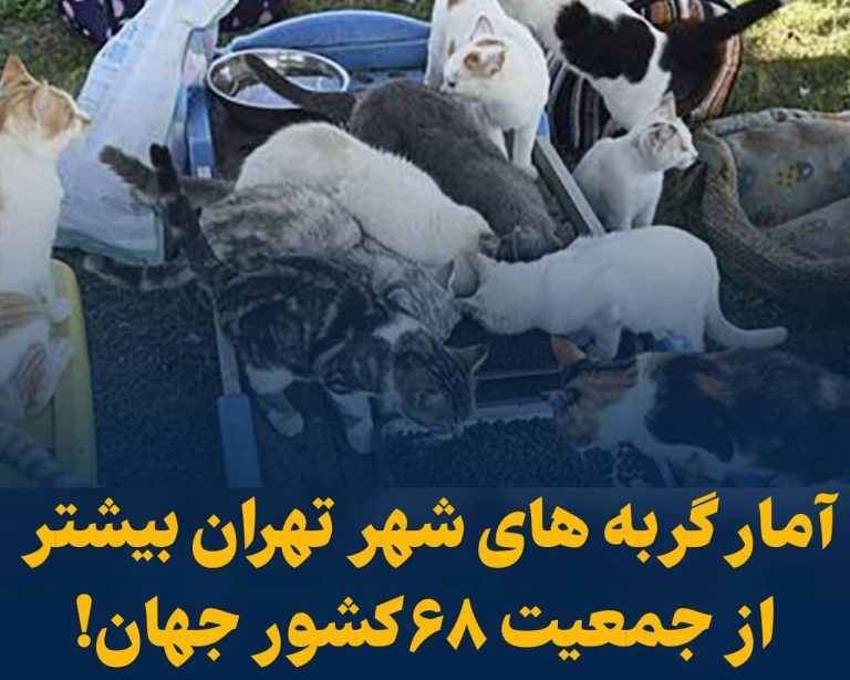 درباره این مقاله بیشتر بخوانید آمار گربه های شهر تهران بیشتر از جمعیت ۶٨ کشور جهان!