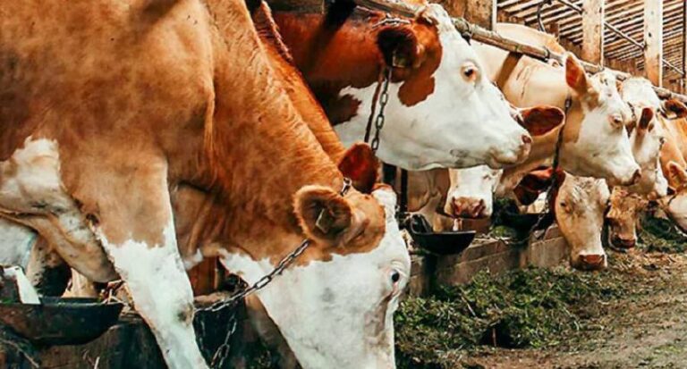 درباره این مقاله بیشتر بخوانید 🔴رئیس شورای تامین دام ایران: