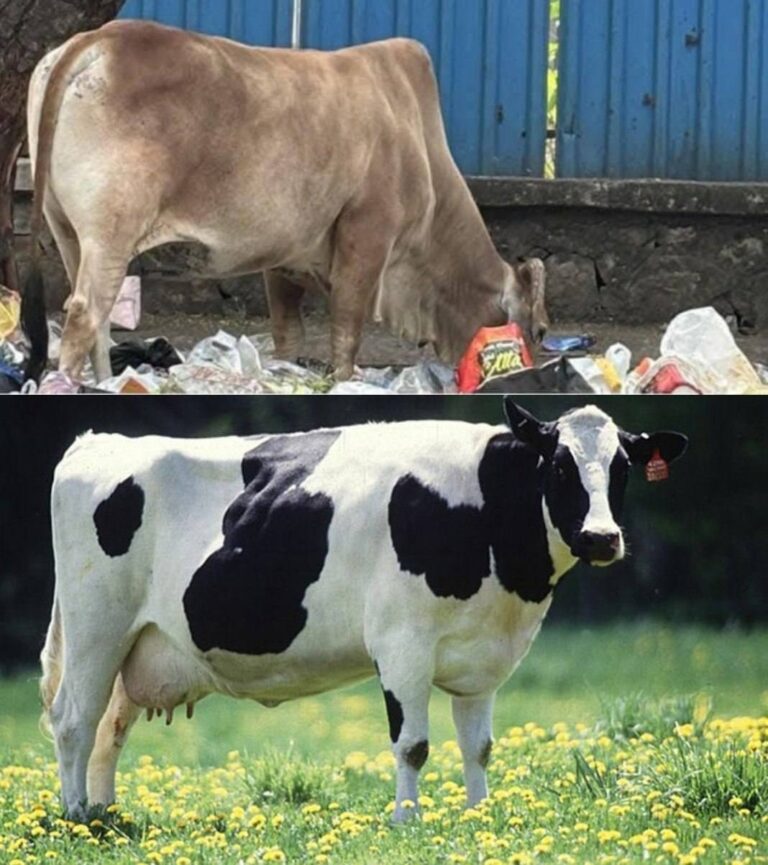 درباره این مقاله بیشتر بخوانید ‏گاو در کشوری که پرستیده میشه عکس بالا( هند).