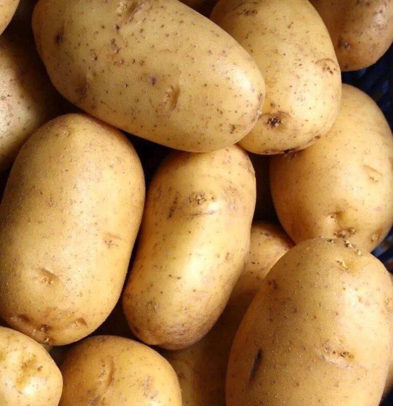 درباره این مقاله بیشتر بخوانید عاقبت اعتماد به آخوند