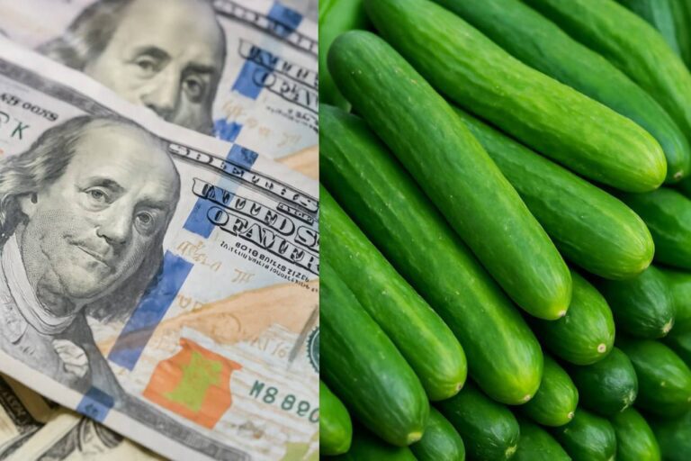 درباره این مقاله بیشتر بخوانید دلار ارزان شد اما خیار نه / هر کیلو ۱۳۰ هزار تومان!