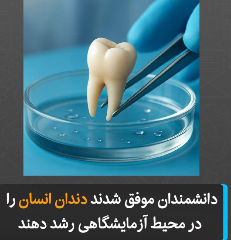 درباره این مقاله بیشتر بخوانید براساس گزارش BBC، دانشمندان در لندن برای اولین بار موفق شده‌اند دندان انسان را در آزمایشگاه رشد دهند.