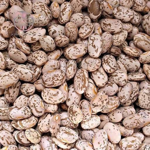 درباره این مقاله بیشتر بخوانید قیمت هر کیلوگرم لوبیاچیتی از نیم میلیون تومان گذشت