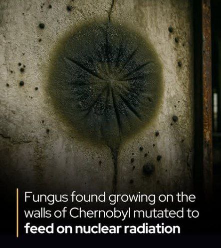 درباره این مقاله بیشتر بخوانید قارچی سیاه از تشعشعات چرنوبیل تغذیه می کند.