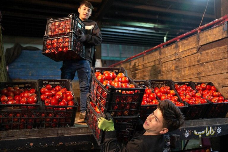 درباره این مقاله بیشتر بخوانید باران نبارید، گوجهفرنگی ۷۰ هزار تومان شد!